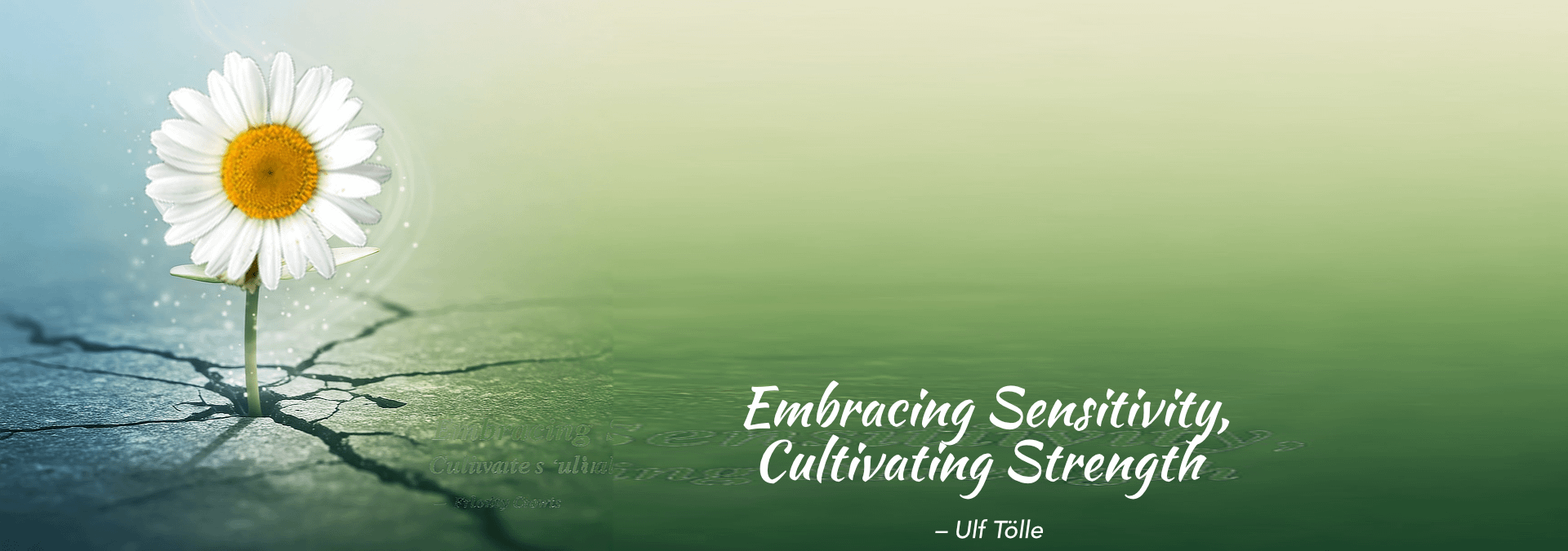 Sensibilität annehmen, Stärke entwickeln. Weißes Gänseblümchen, das durch aufgebrochenen Boden wächst – Symbol für Sensibilität, Widerstandskraft und innere Stärke